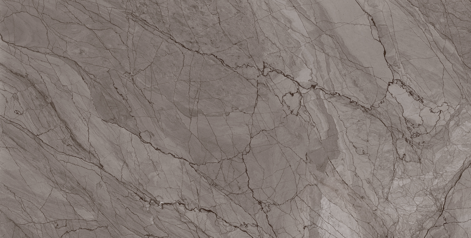 طوسی تیره/ Face4